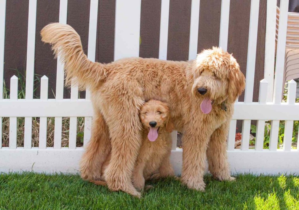 Poodle Puppies..