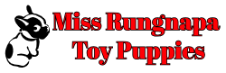 Miss Rungnapa Toy Puppies